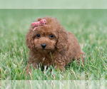 Small Photo #94 Maltipoo (Miniature) Puppy For Sale in WARSAW, IN, USA