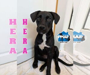 American Pit Bull Terrier-Catahoula Leopard Dog Mix Dogs for adoption in Binghamton, NY, USA