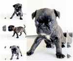 Small Photo #1 Buggs Puppy For Sale in HUTCHINSON, KS, USA