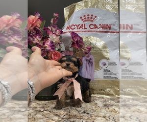 Yorkshire Terrier Puppy for sale in TEMECULA, CA, USA