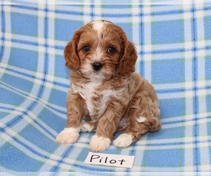 Cavapoo Puppy for sale in HOPKINSVILLE, KY, USA