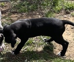 Small Photo #13 Great Dane Puppy For Sale in Elroy, WI, USA