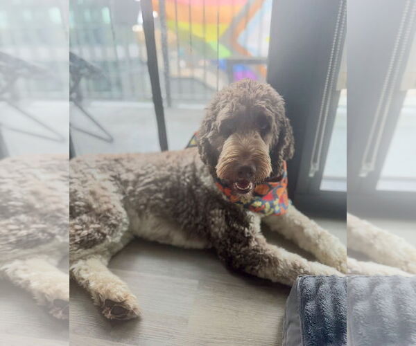 Medium Photo #2 Springerdoodle Puppy For Sale in St. Louis Park, MN, USA