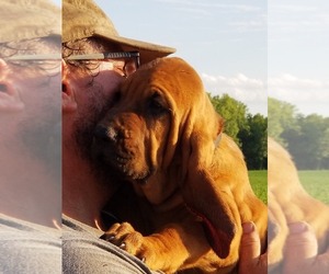 Bloodhound Puppy for sale in PARIS, IL, USA