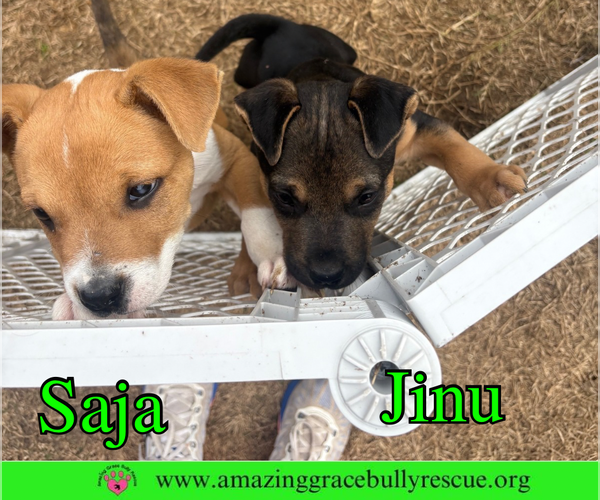 Medium Photo #10 Bulldog-Unknown Mix Puppy For Sale in Pensacola, FL, USA