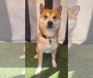 Shiba Inu Dogs for adoption in Phoenix, AZ, USA
