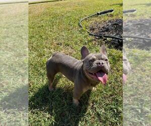 French Bulldog Puppy for sale in SUGAR LAND, TX, USA