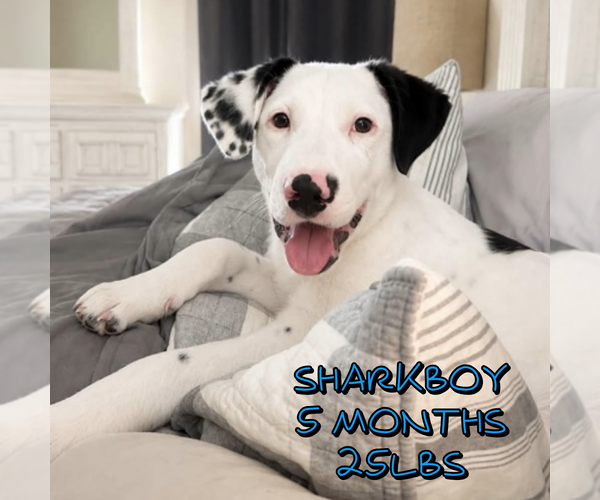 Medium Photo #1 Mutt Puppy For Sale in Woodbury, NY, USA
