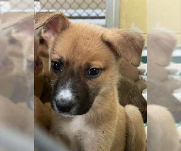 Medium Photo #1 German Shepherd Dog-Unknown Mix Puppy For Sale in Tulsa, OK, USA