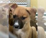 Small German Shepherd Dog Mix