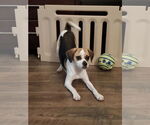 Small #3 Puggle