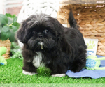 Small #2 Shih Tzu