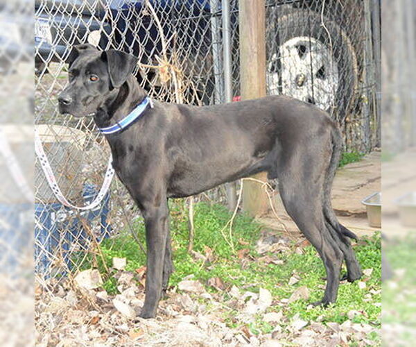 Medium Photo #2 Great Dane-Unknown Mix Puppy For Sale in Lake Wylie, SC, USA