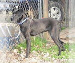 Small #1 Great Dane Mix