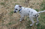 Small Dalmatian