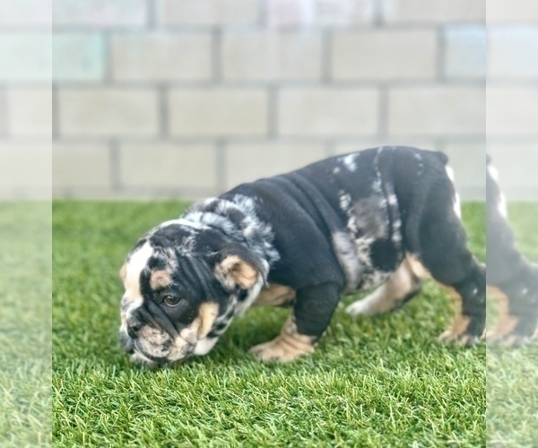 Medium Photo #16 English Bulldog Puppy For Sale in SAINT LOUIS, MO, USA