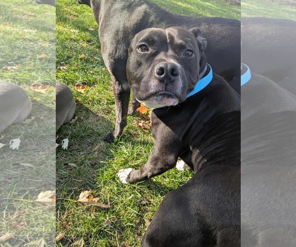 Medium Photo #5 Staffordshire Bull Terrier-Unknown Mix Puppy For Sale in Germantown, OH, USA