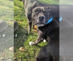 Small Photo #5 Staffordshire Bull Terrier-Unknown Mix Puppy For Sale in Germantown, OH, USA
