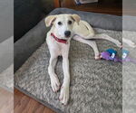 Small Great Pyrenees Mix