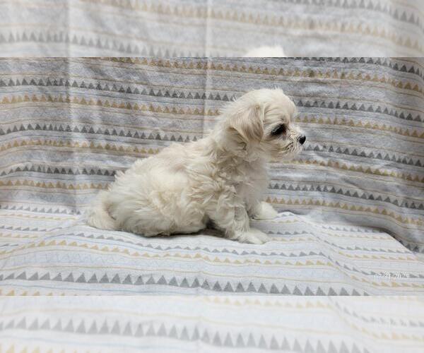 Medium Photo #8 Maltipoo Puppy For Sale in BROOKFIELD, MO, USA
