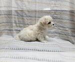 Small Photo #8 Maltipoo Puppy For Sale in BROOKFIELD, MO, USA