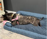 Small #14 American Pit Bull Terrier Mix