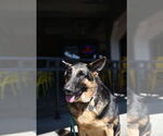 Small #1 German Shepherd Dog