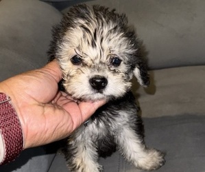 Poodle (Standard)-Shorkie Tzu Mix Puppy for sale in WHITE PLAINS, MD, USA