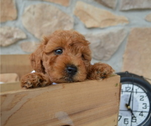 Shih-Poo Puppy for sale in HONEY BROOK, PA, USA