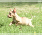 Small Photo #10 Mutt Puppy For Sale in Mechanicsburg, PA, USA