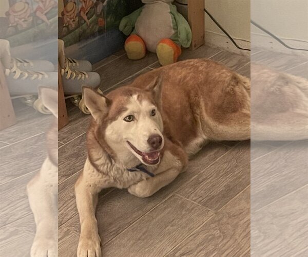 Medium Photo #7 Huskies -Unknown Mix Puppy For Sale in Dana Point, CA, USA