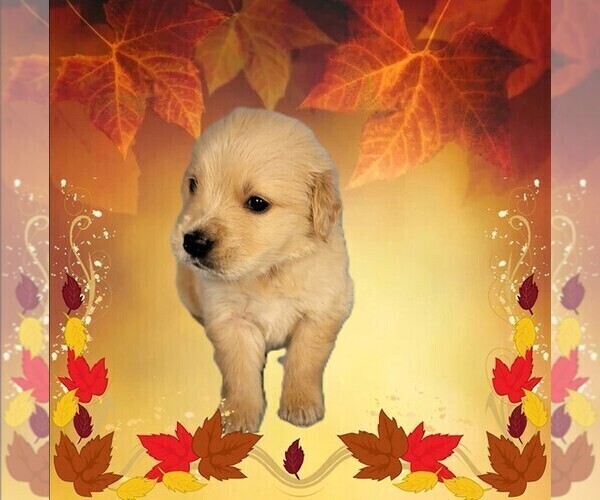 Medium Photo #7 Golden Retriever Puppy For Sale in FALCON, CO, USA
