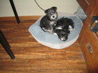 Small Photo #1 Poodle (Toy)-Schnauzer (Miniature) Mix Puppy For Sale in SAINT JOSEPH, MN, USA