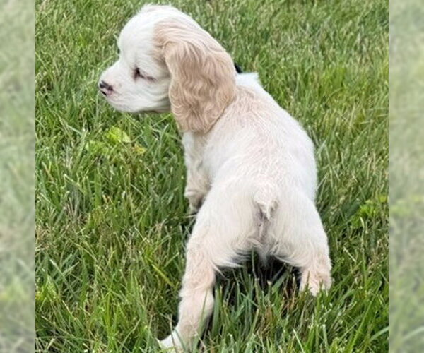 Medium Photo #7 Cocker Spaniel Puppy For Sale in Arlington, VA, USA