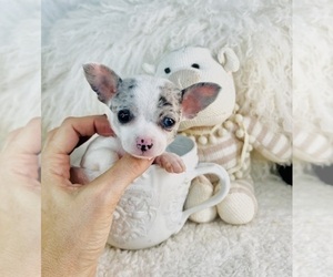 Chihuahua Puppy for sale in DELRAY BEACH, FL, USA