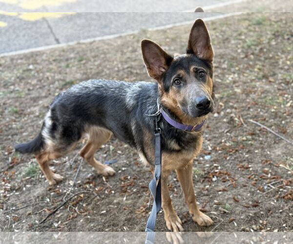 Medium Photo #4 German Shepherd Dog Puppy For Sale in Staten Island, NY, USA