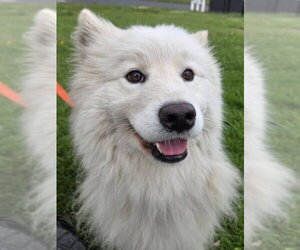 Samoyed Dogs for adoption in Sykesville, MD, USA