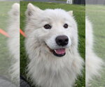 Small Samoyed