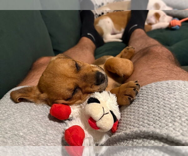 Medium Photo #3 Labbe Puppy For Sale in Chester, VA, USA