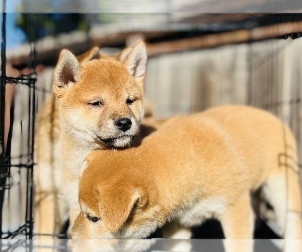 Medium Photo #16 Shiba Inu Puppy For Sale in FREMONT, CA, USA