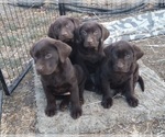 Small Photo #2 Labrador Retriever Puppy For Sale in BENTS FORT, CO, USA