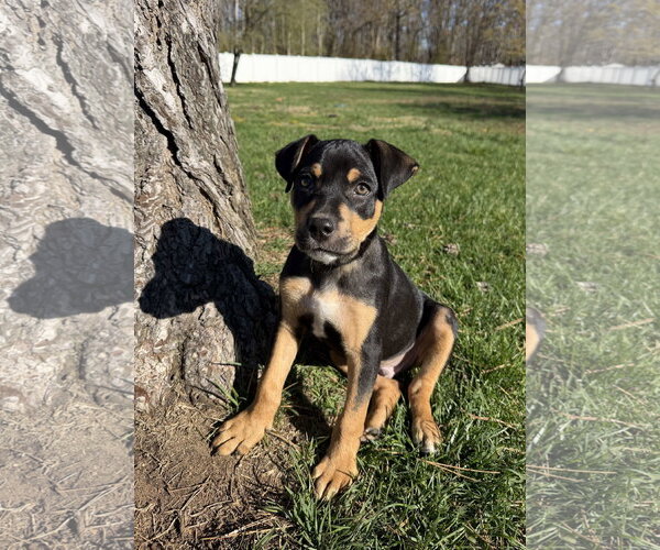 Medium Photo #1 Mutt Puppy For Sale in Cliffwood, NJ, USA