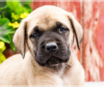 Small #1 Mastiff