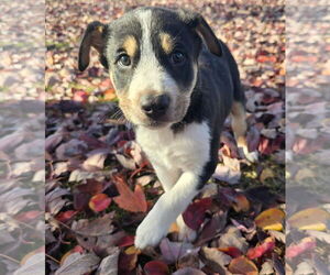 Mutt Dogs for adoption in Alexander, AR, USA