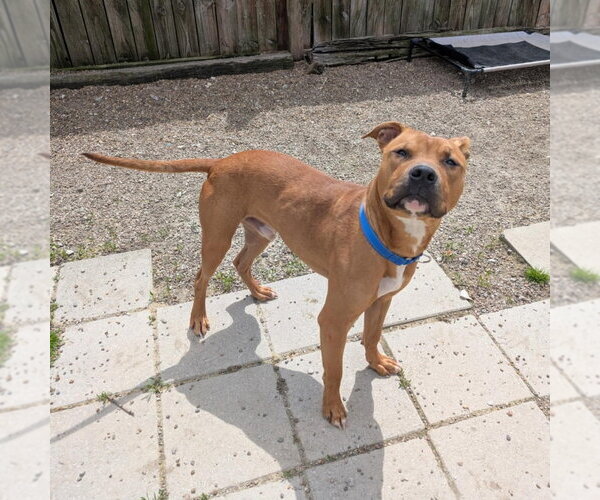 Medium Photo #7 Boxer-Unknown Mix Puppy For Sale in Evansville, IN, USA