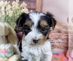 Small Photo #5 Yorkshire Terrier Puppy For Sale in CASSVILLE, MO, USA