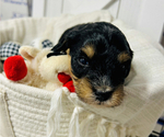 Small Bernedoodle (Miniature)