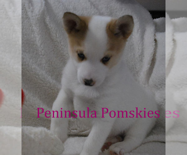 Medium Photo #2 Pomsky Puppy For Sale in SEQUIM, WA, USA