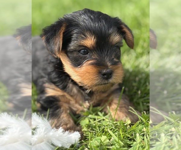 Medium Photo #5 Yorkshire Terrier Puppy For Sale in ROCK STREAM, NY, USA