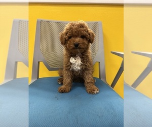Goldendoodle (Miniature) Puppy for sale in RANDOLPH, MA, USA